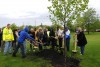 'Take a Bite Out of Grime' canceled, but volunteers still plant tulip tree