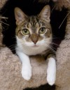 Pets of the week