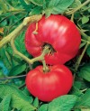 Every heirloom vegetable comes with a story. Maybe that’s why more gardeners are seeking out these time-tested survivors and championing their cause.