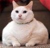 One fat cat