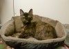 Pets of the week