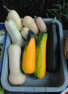 A Munster gardener shares his abundant yield of fruits and vegetables