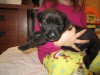 Pets of the week