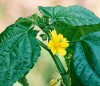 Herbal Healer: What is corchorus?