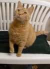 Pets of the week