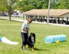Dogs Days of summer