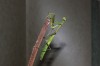 Pets-Bugs