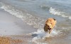 Officials working to solve Jeorse Park Beach E. coli mystery