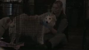 VIDEO: Shelter tends to rescued dogs