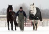 Hobart businesswoman provides home for horses
