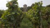 Wine experts: worst grape harvest in half century