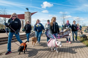 Pit bulls put their best paw forward at Chesterton walk