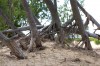 Dunes in danger