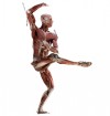 The dead teach life lessons in new 'Body Worlds' exhibit