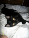Pets of the week