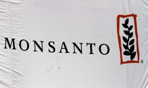 Monsanto: Modified wheat 'isolated occurrence'