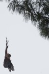 Firefighters extend their reach to rescue hawk