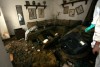 About 35 dead, living dogs found in feces-filled home