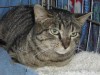Pets of the week