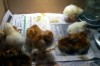 Second grade chicks hatched at Ridge View