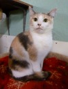Pets of the week