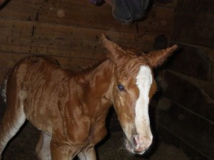 Horse gives birth after rescue from railroad bridge
