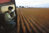 Cash crop  