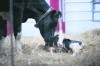 Fair Oaks Farms educates and entertains visitors