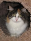 Pets of the week