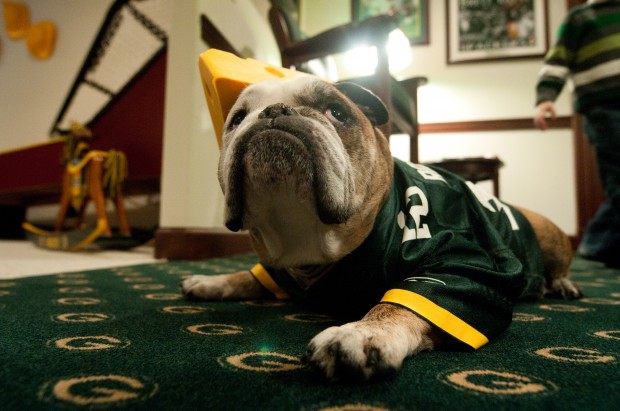 Bulldog Cheesehead