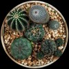 Succulent 2