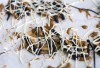 A small, but still sweet, take on caramel apples