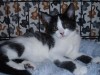 Dottie