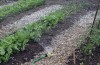 Help your plants catch and hold on to enough water