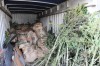 Lynwood police find 2 tons of pot in house, nearby field