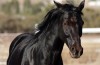 'War Horse' star one of Hollywood's equine elite
