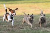 Portage park goes to the dogs