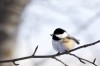 Cater to snowbirds, and they will come