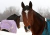 Hobart businesswoman provides home for horses