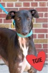 Pets of the week