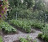 Growing vegetables can be easy; how to get started