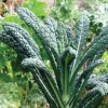 Every heirloom vegetable