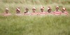 British Open Golf