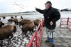 Buffalo still roam in Union Township