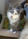 Pets of the week
