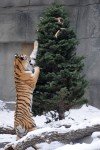 Holiday treats at Brookfield Zoo