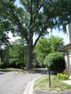 Tree is not company for development's paving plans