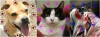 Pet Photo Calendar Contest