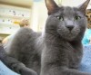 Pet of the week