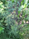 Fresh Dill Weed in the Potempa Farm Gardens